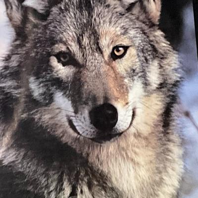 Gray Wolf Print