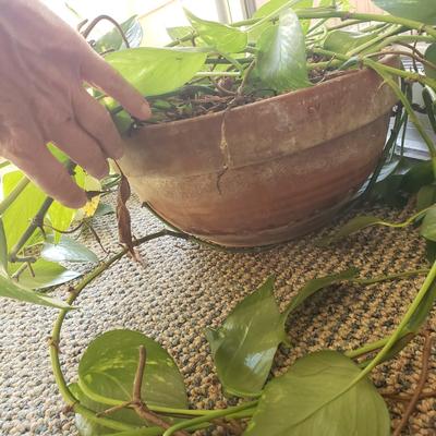 Five Plants (SR-KD)