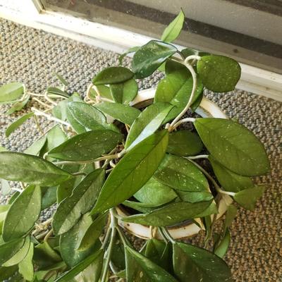 Five Plants (SR-KD)