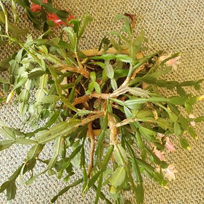 Five Plants (SR-KD)