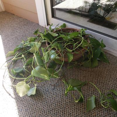 Five Plants (SR-KD)