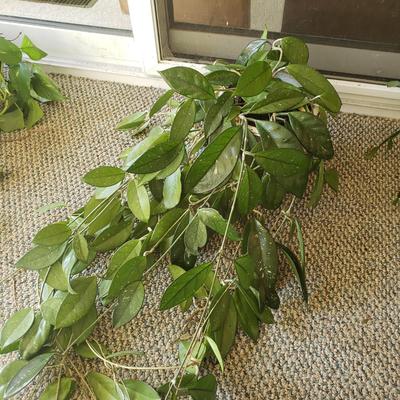Five Plants (SR-KD)