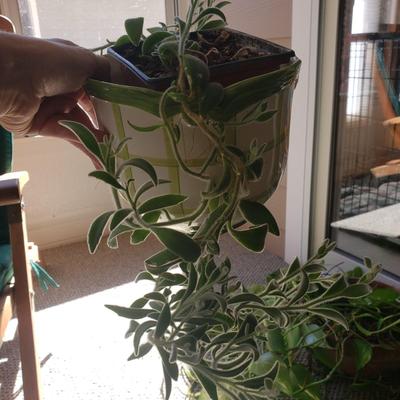 Five Plants (SR-KD)