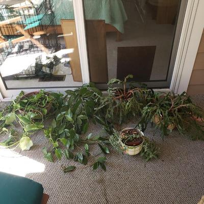 Five Plants (SR-KD)