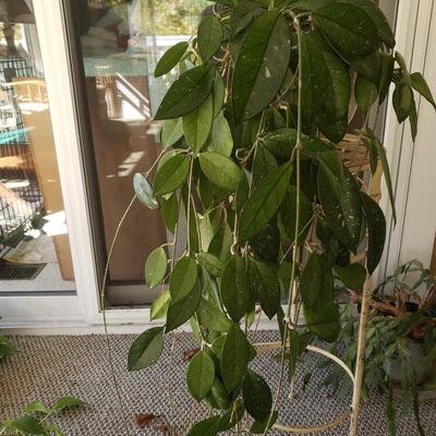 Five Plants (SR-KD)