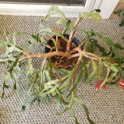Five Plants (SR-KD)