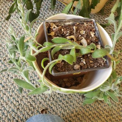 Five Plants (SR-KD)