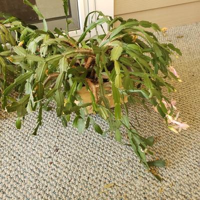 Five Plants (SR-KD)