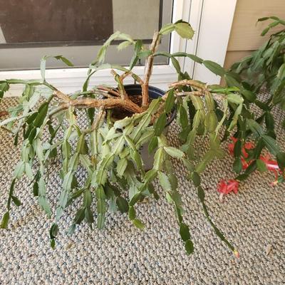 Five Plants (SR-KD)