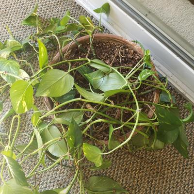 Five Plants (SR-KD)