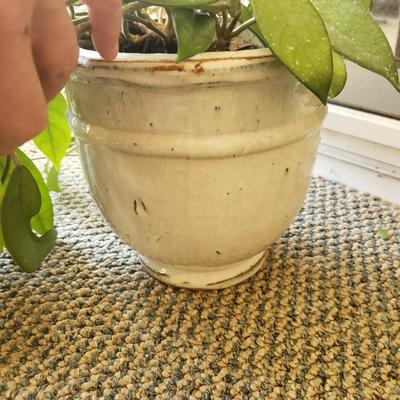Five Plants (SR-KD)