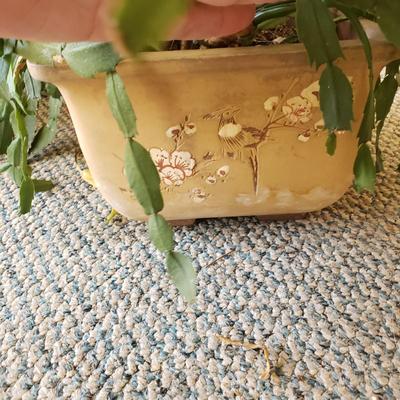 Five Plants (SR-KD)