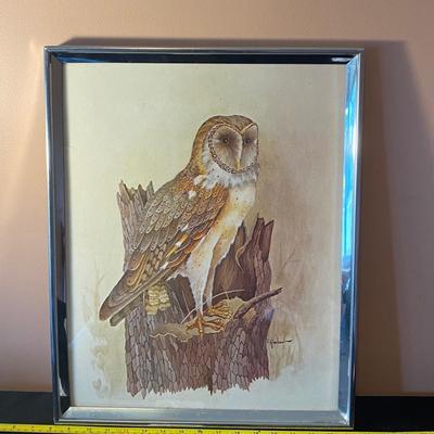 Owl Picture