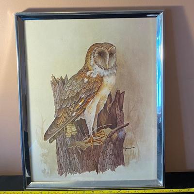 Owl Picture