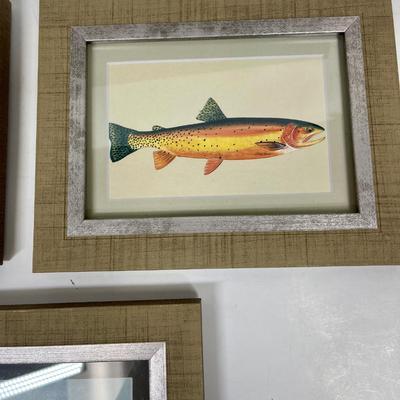 Set of 3 Framed Trout Salmon Images