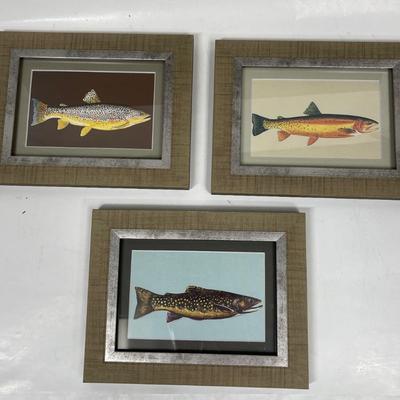 Set of 3 Framed Trout Salmon Images
