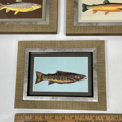 Set of 3 Framed Trout Salmon Images