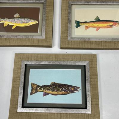 Sale Photo Thumbnail #217: Framed and matted, 3 different trout or salmon images.  Each is approx. 9" x 8"