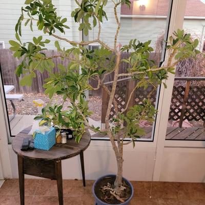 Schefflera arboricola tree and Oxalis triangularis/ false shamrock,