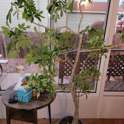 Schefflera arboricola tree and Oxalis triangularis/ false shamrock,