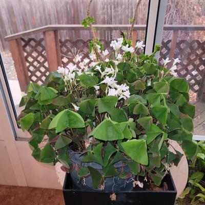 Schefflera arboricola tree and Oxalis triangularis/ false shamrock,