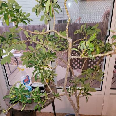 Schefflera arboricola tree and Oxalis triangularis/ false shamrock,