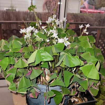 Schefflera arboricola tree and Oxalis triangularis/ false shamrock,