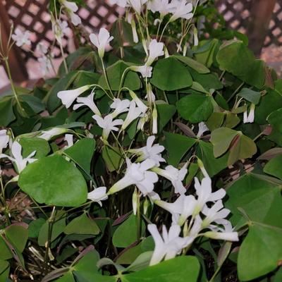 Schefflera arboricola tree and Oxalis triangularis/ false shamrock,