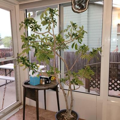 Schefflera arboricola tree and Oxalis triangularis/ false shamrock,