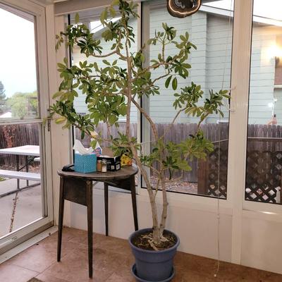 Schefflera arboricola tree and Oxalis triangularis/ false shamrock,