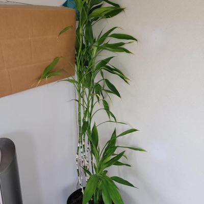 Lucky Bamboo and Scarlett Begonia