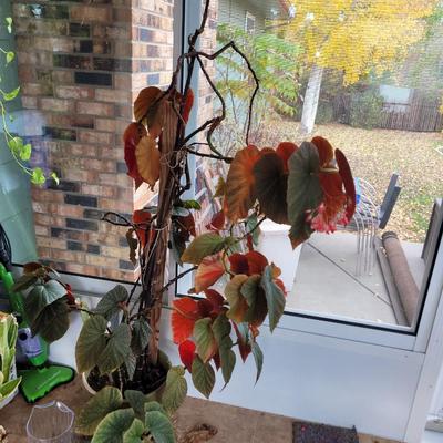 Lucky Bamboo and Scarlett Begonia