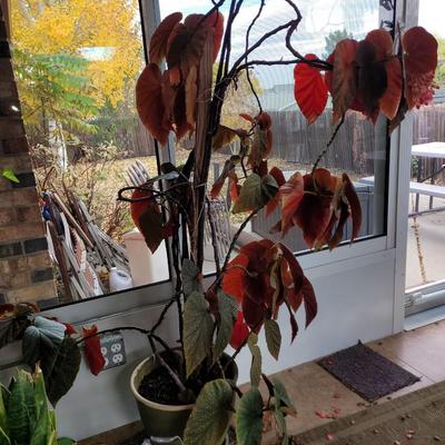 Lucky Bamboo and Scarlett Begonia