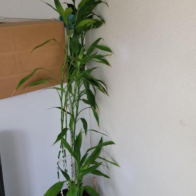 Lucky Bamboo and Scarlett Begonia