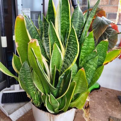 Dwarf schefflera, African snake plant and succulent