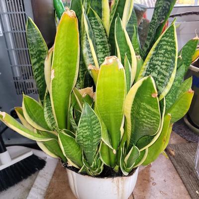 Dwarf schefflera, African snake plant and succulent