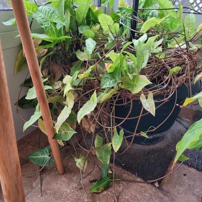3 plants, stand, pitcher and shears