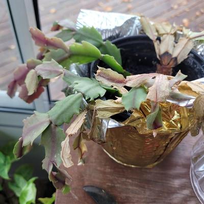 3 plants, stand, pitcher and shears