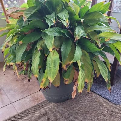 3 plants, stand, pitcher and shears