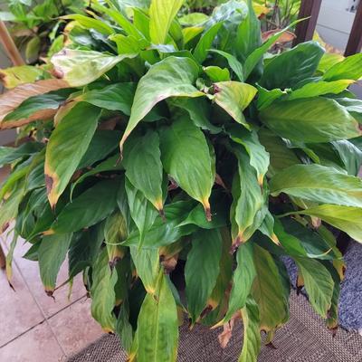 3 plants, stand, pitcher and shears