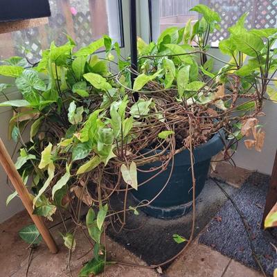 3 plants, stand, pitcher and shears