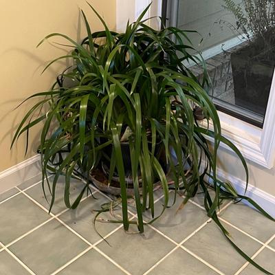 Three Walking Iris Plants (D/SR-RG)