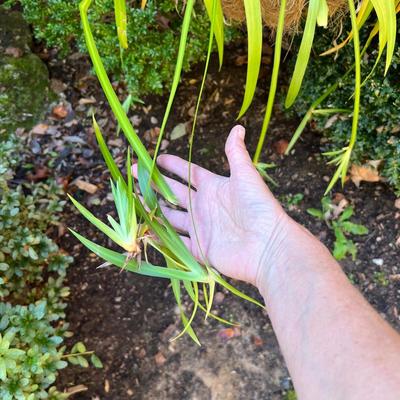 Three Walking Iris Plants (D/SR-RG)