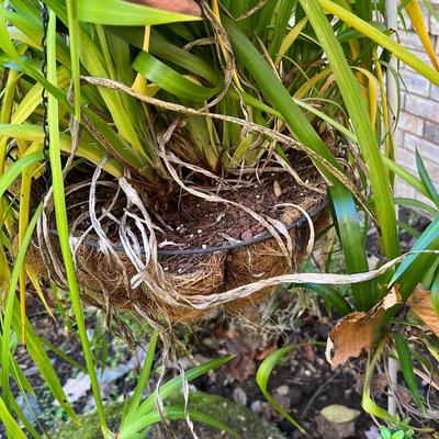 Three Walking Iris Plants (D/SR-RG)