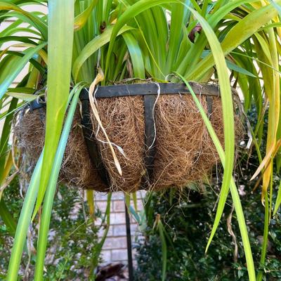 Three Walking Iris Plants (D/SR-RG)