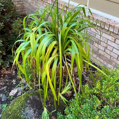 Three Walking Iris Plants (D/SR-RG)