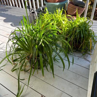 Three Walking Iris Plants (D/SR-RG)