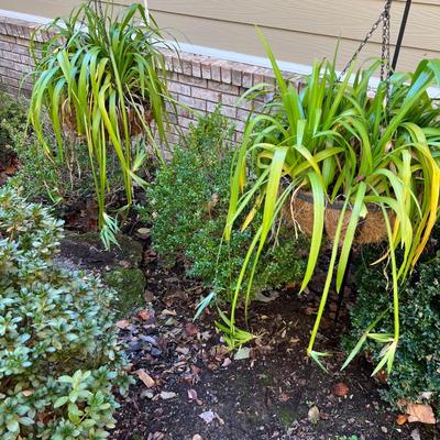 Three Walking Iris Plants (D/SR-RG)
