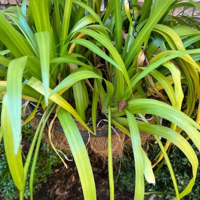 Three Walking Iris Plants (D/SR-RG)