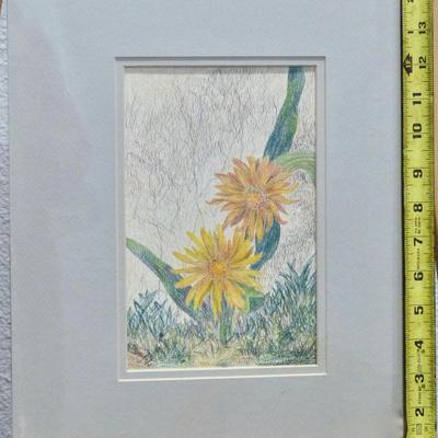Mountain Dandelion